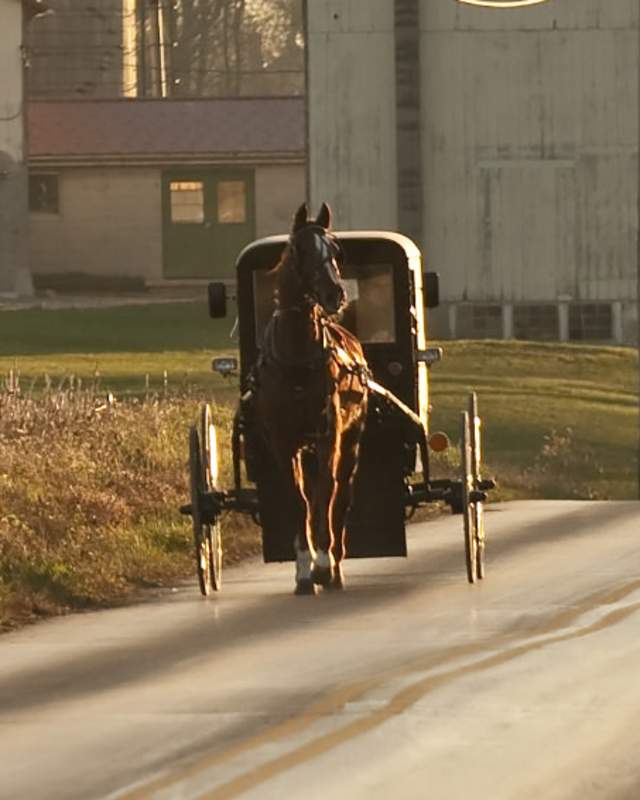 Horse | Dutch Country Roads