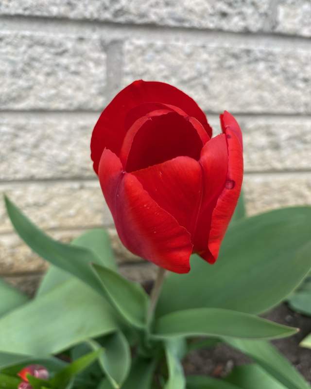 Sky High Scarlet