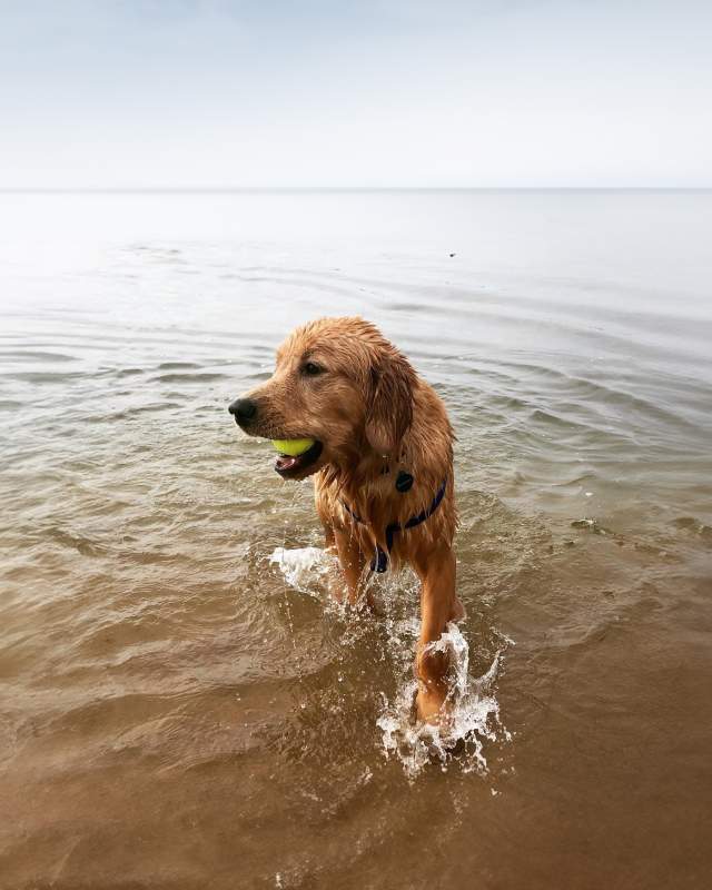 Dog at teh beach