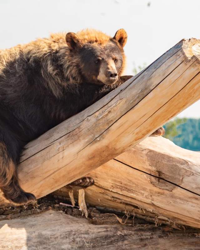 bear sitting on log at bear country usa with car driving through park in background