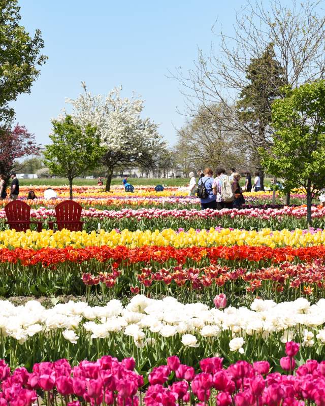 Tulips in rows at Velheer Tulip Gardens