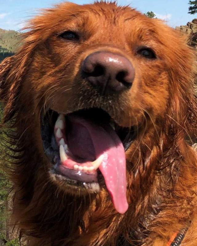 happy dog