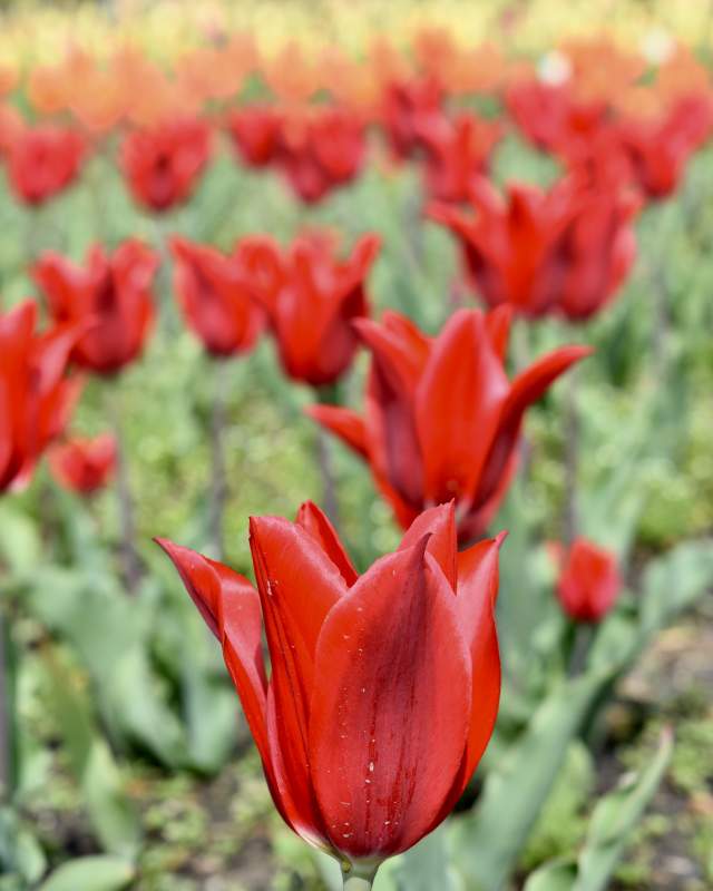 Red Shine