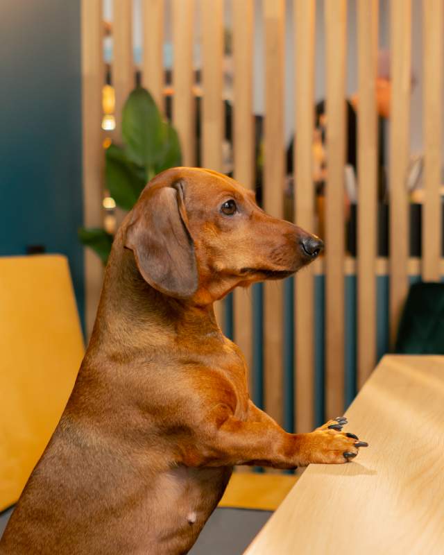 Dog in a cafe