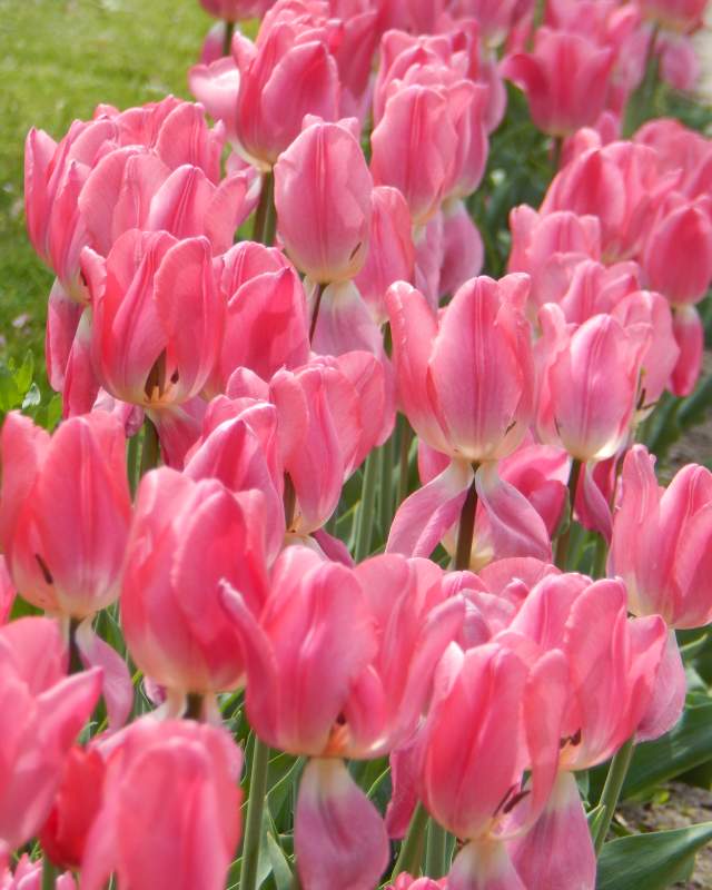 Bella Blush