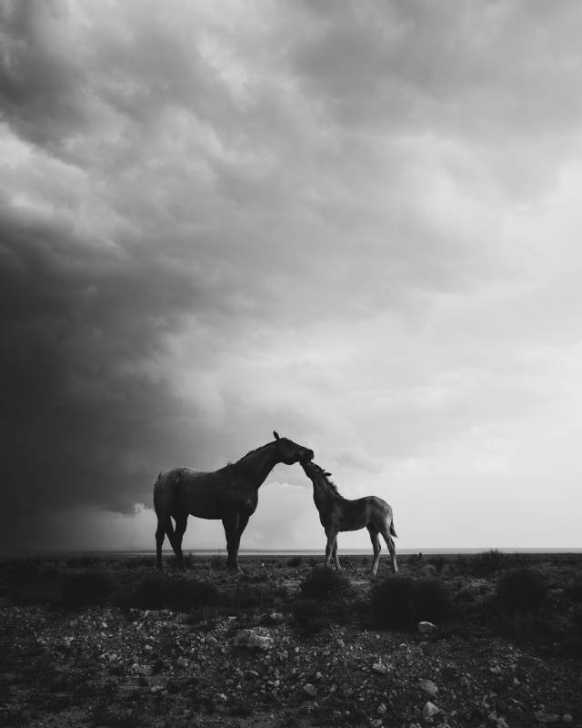 A black and white photo of a horse and foal nuzzling under a stormy sky.