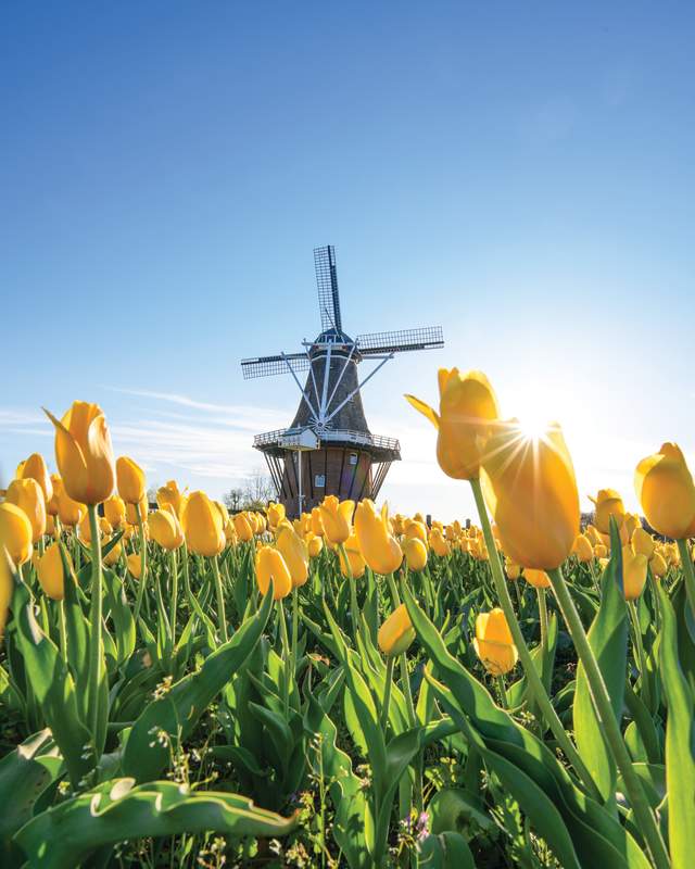 Tulips in front of Windmill