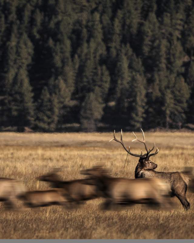 A herd of blurred elk rushes past a stationary elk with prominent antlers, set against a backdrop of dense, dark green forest and golden grass.