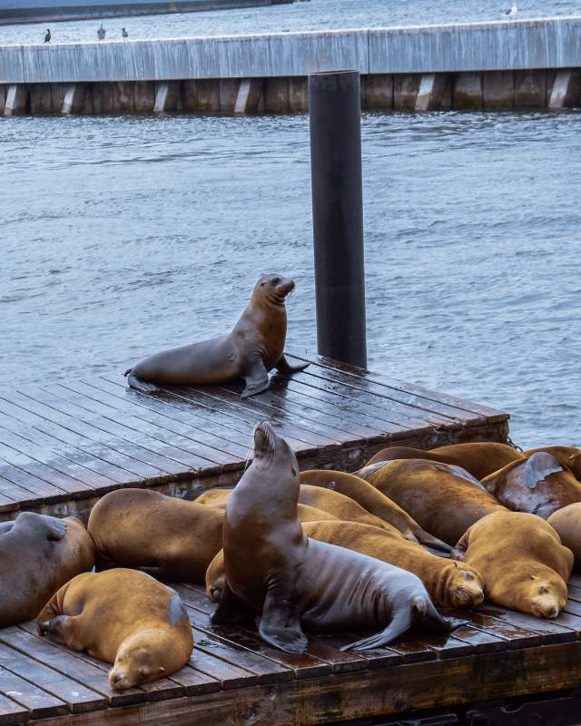 Sea Lions at Pier 39 at Fisherman`s Wharf, San Francisco, USA