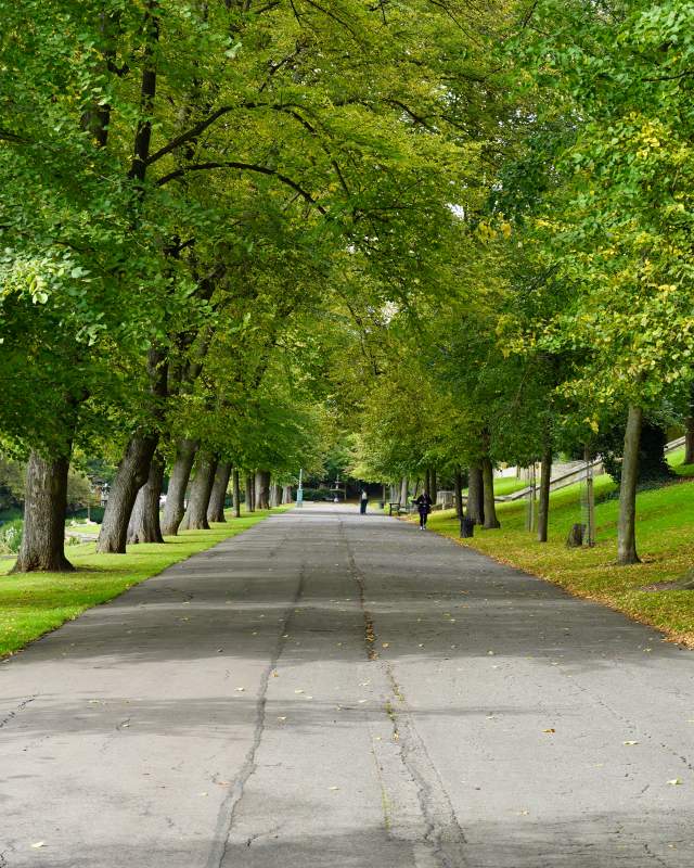 A treelined path through Lincoln Arboretum, scattered with autumn leaves