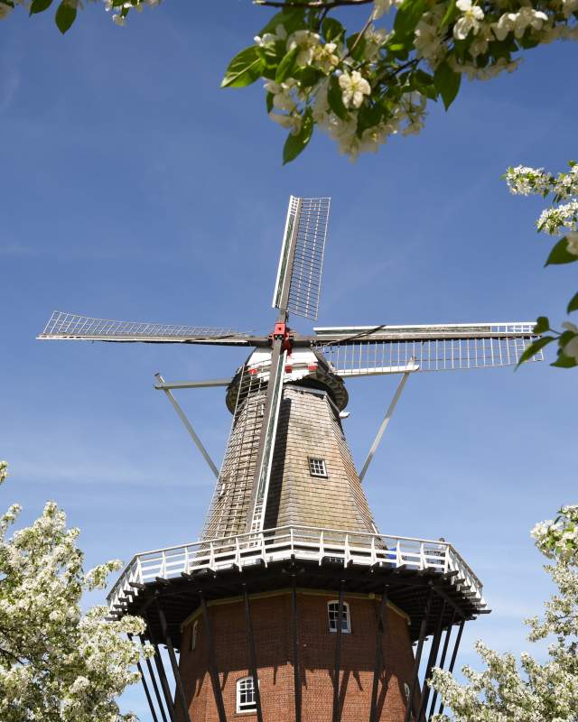 Windmill Island Tulip Time