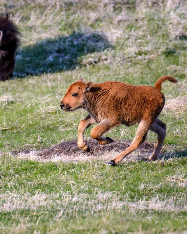 Springtime Cuteness In The Black Hills