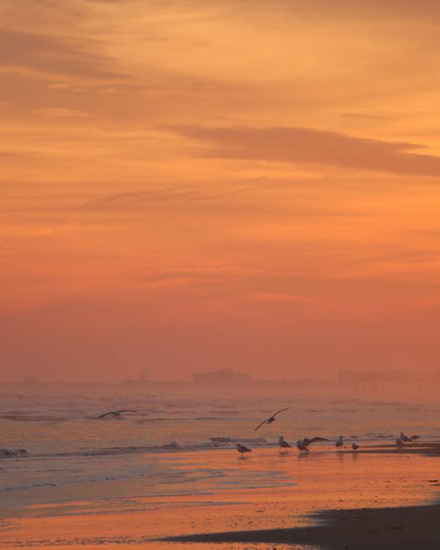 Beach-Sunset Seagulls
