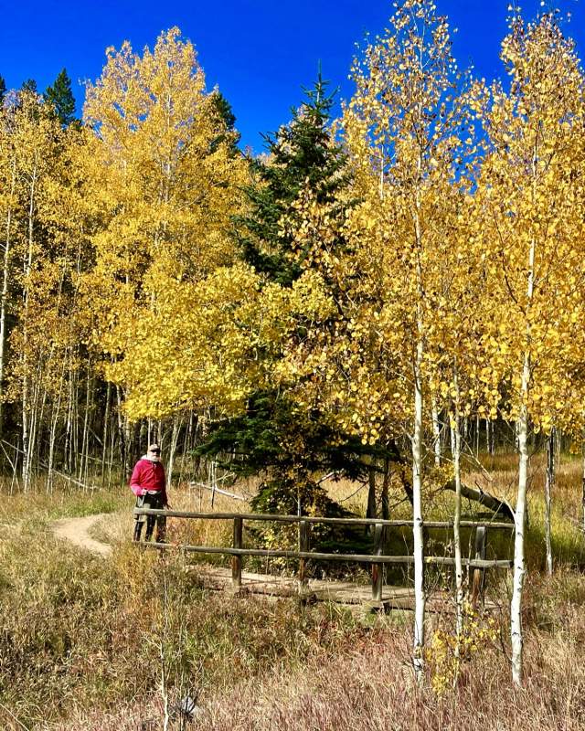 Hiker near aspen trees in fall in Golden Gate Canyon State Park