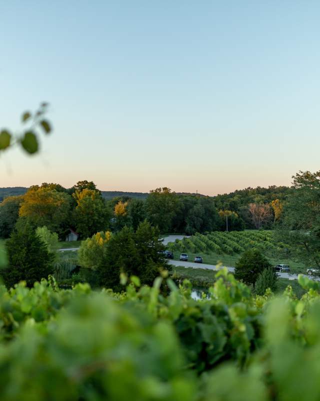 Vineyards at sunset in Historic Missouri Wine Country in St. Charles County, MO.