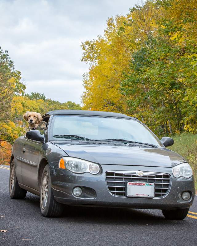Fall Color Convertible with Dog