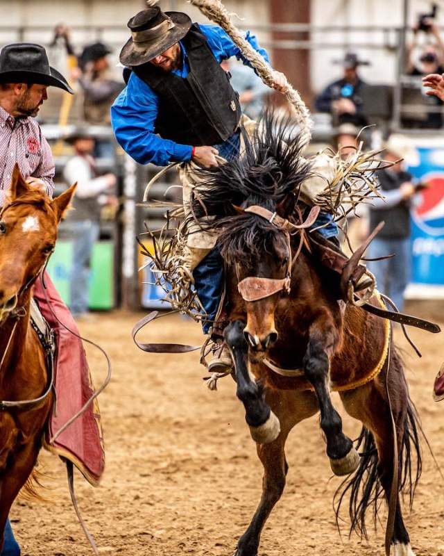 Three cowboys on horses competing in rodeo event