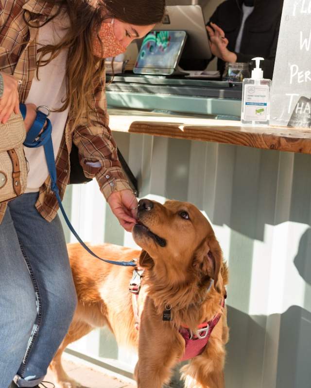 Downtown Pet Dog