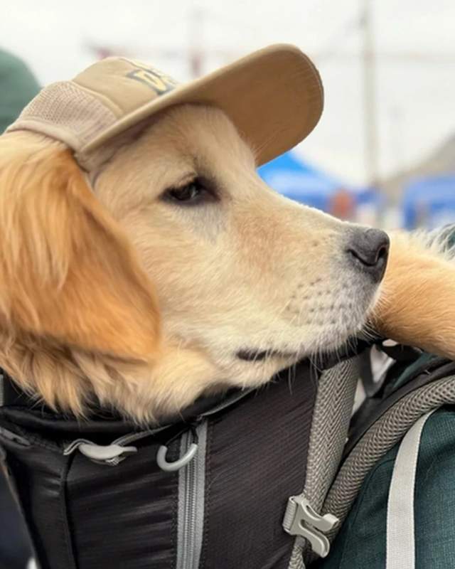 A golden retriever in a backpack wearing a ball cap and their owner at Goldens in Golden CO