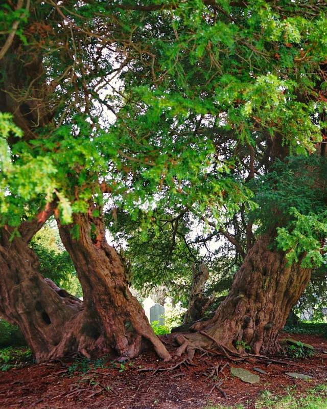 Close up of the Llangernwy Yew tree