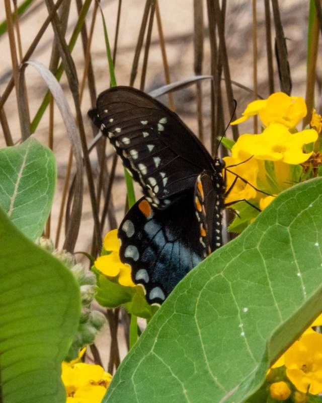 Black Swallowtail at West Beach