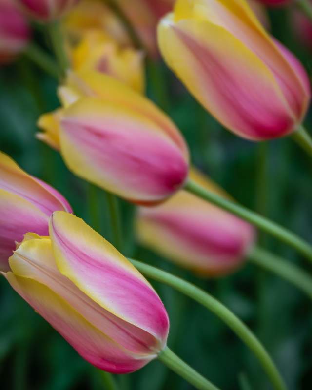 Blushing Lady