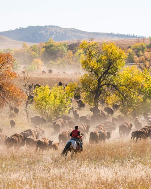 Custer State Park Buffalo Roundup & Arts Festival