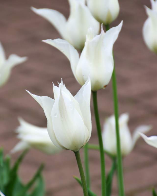 White Triumphator