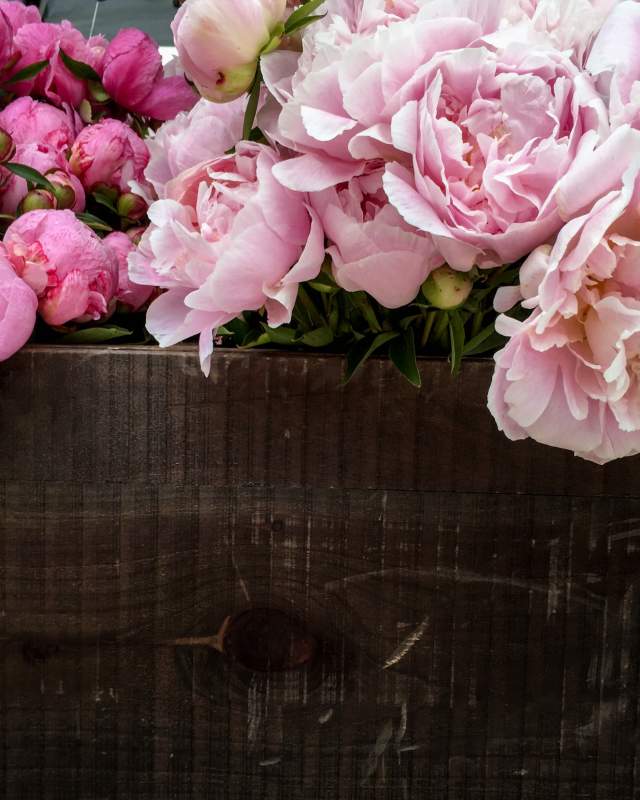 beautiful pink peonies over a wooden board