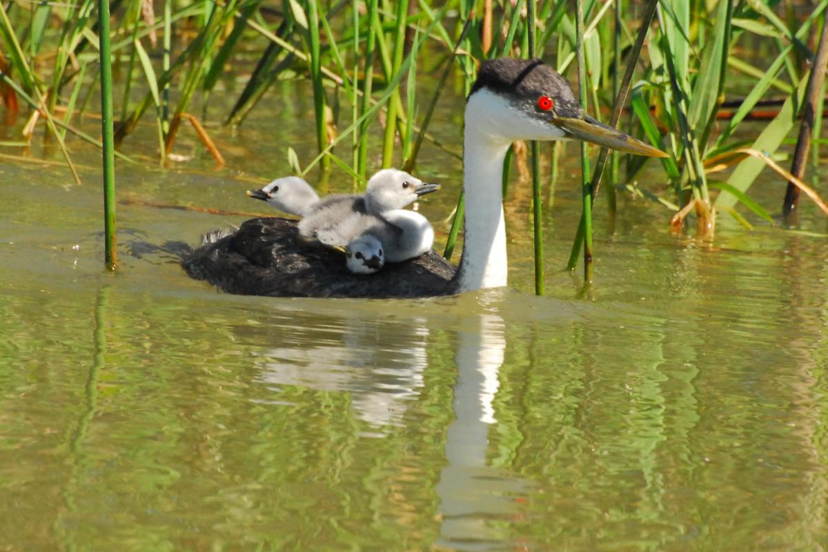 Western Grebe with babies by Elisabeth Lake