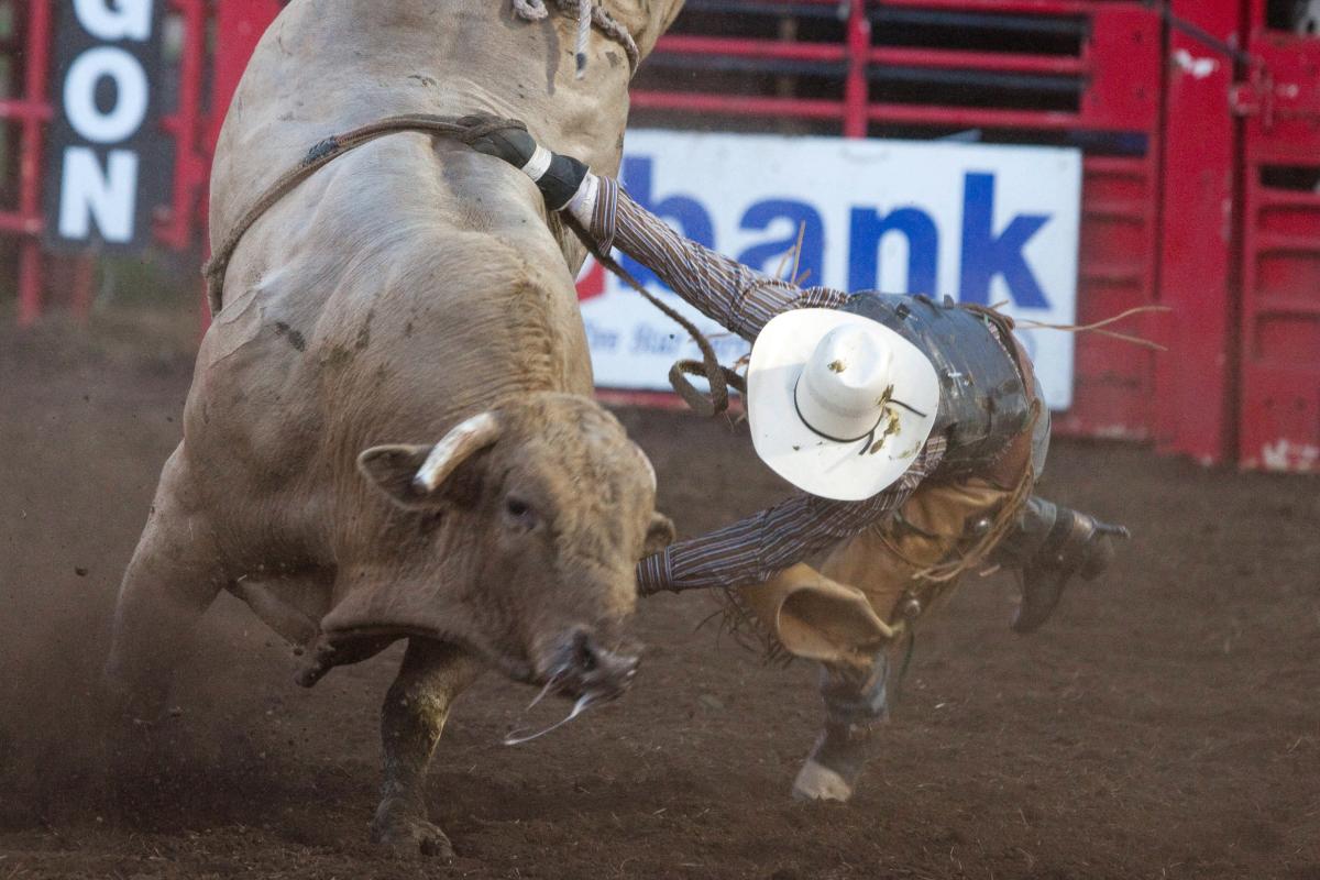 Eugene Pro Rodeo Bull by Jeff Green