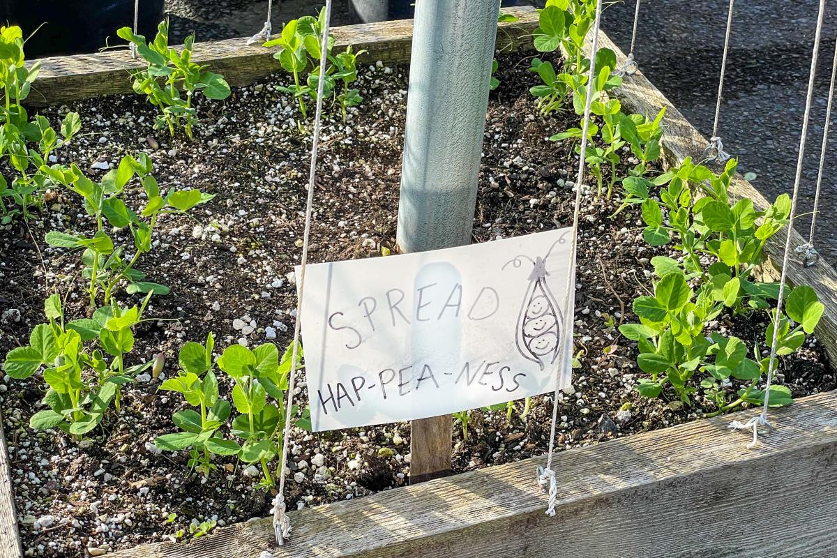 A bed of young pea plants with a sign that reads "Spread Happiness"