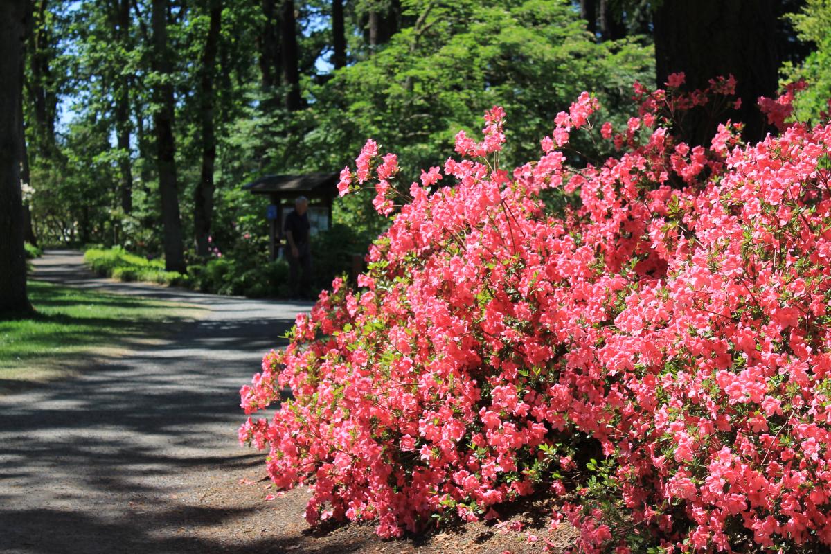 Hendricks Park Rhododendrons in Bloom by Stephen Hoshaw