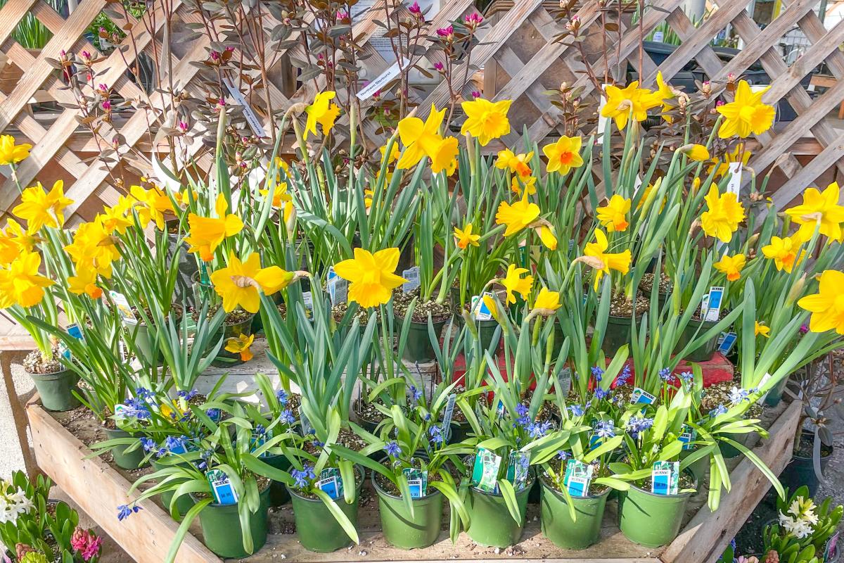 An arrangement of potted daffodils at Gray's Garden.