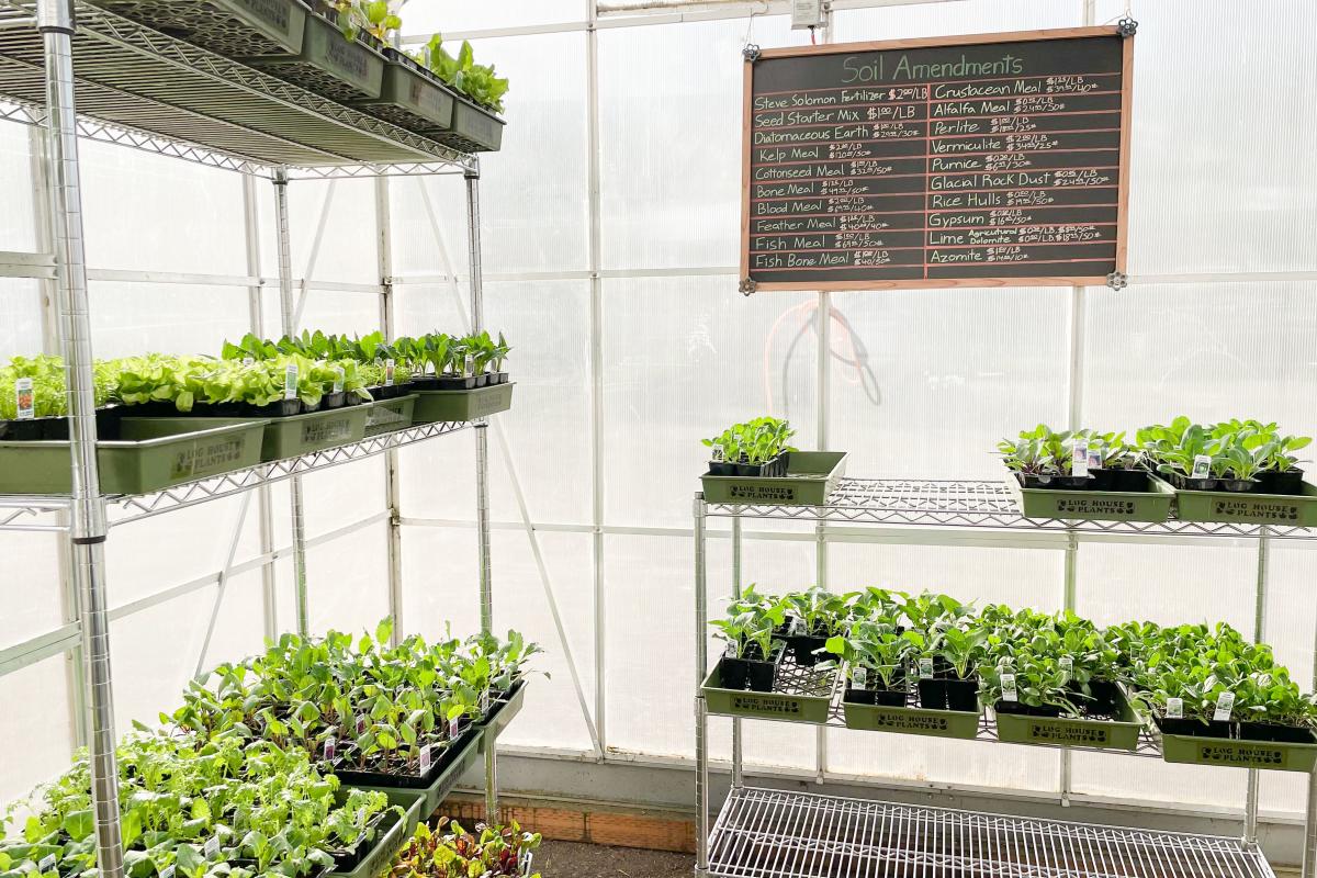 A green house full of starter plants in the sunshine.