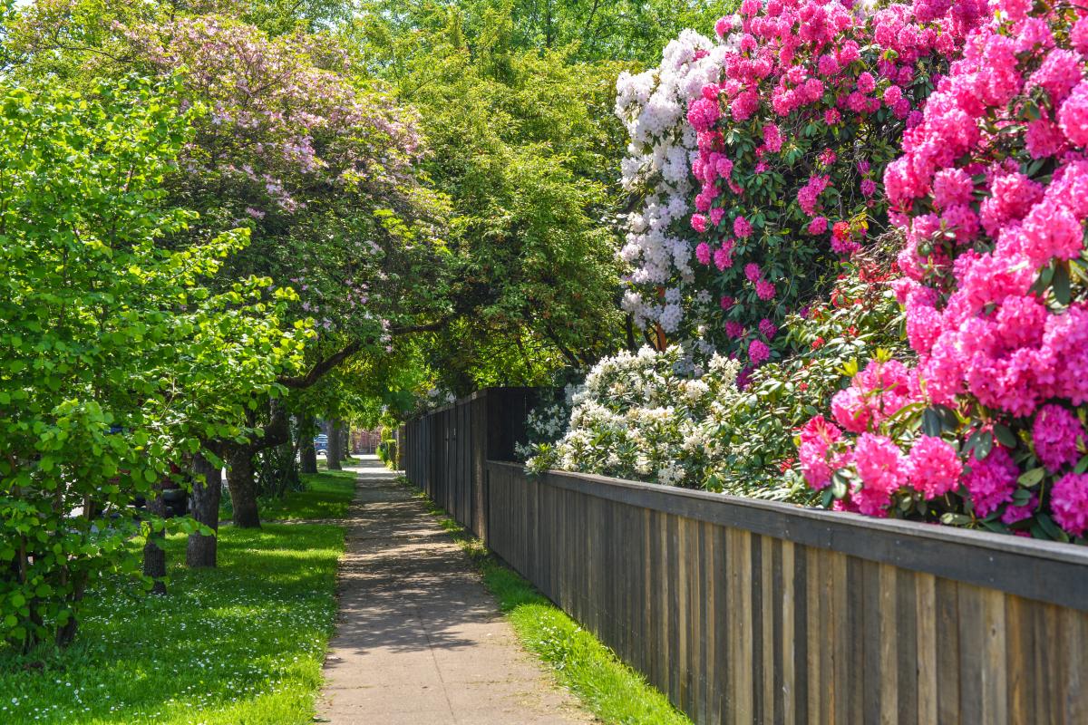 A neighborhood sidewalk with lots of trees giving shade and blooming flowers.