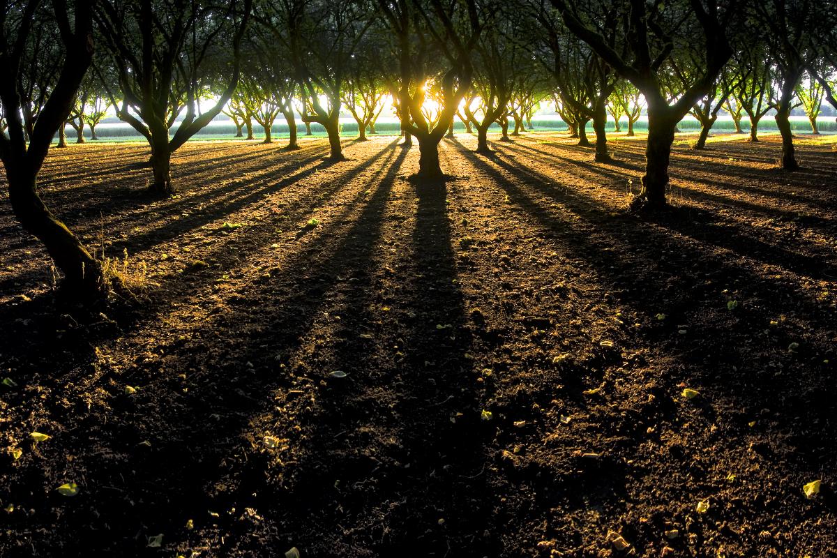 Dorris Ranch Orchard Shadows by David Putzier