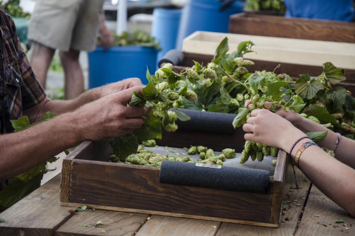 Hops Picking at Agrarian Ales Brewing Company by Katie McGuigan