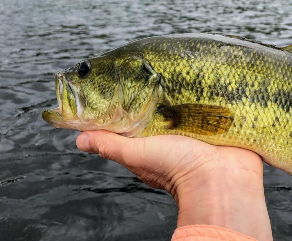 Beginner's Guide to Fishing in New York State