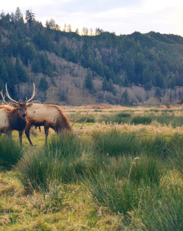 Elk in a grassy valley
