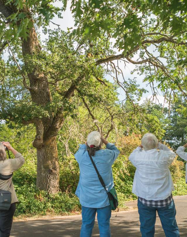 Birding at Fern Ridge Reservoir