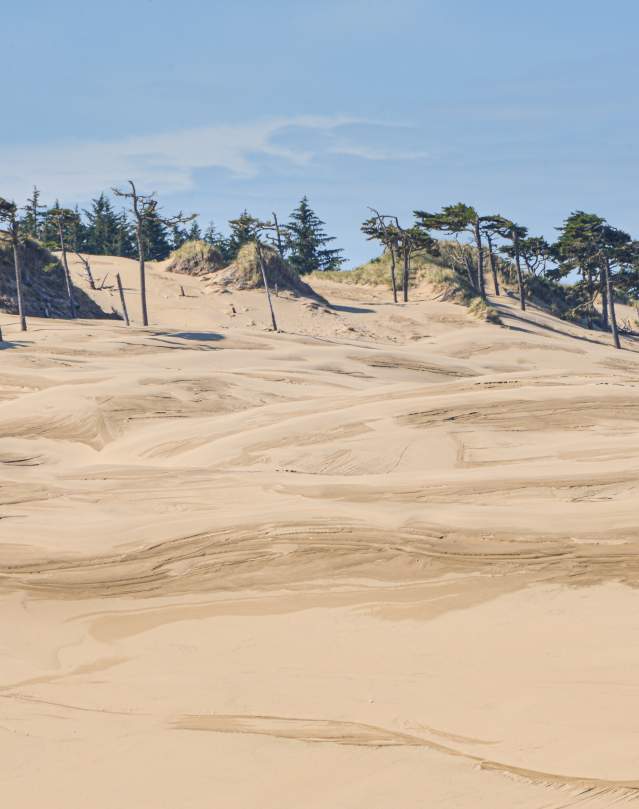 Wind swept sand dunes with trees at the top of the ridge.