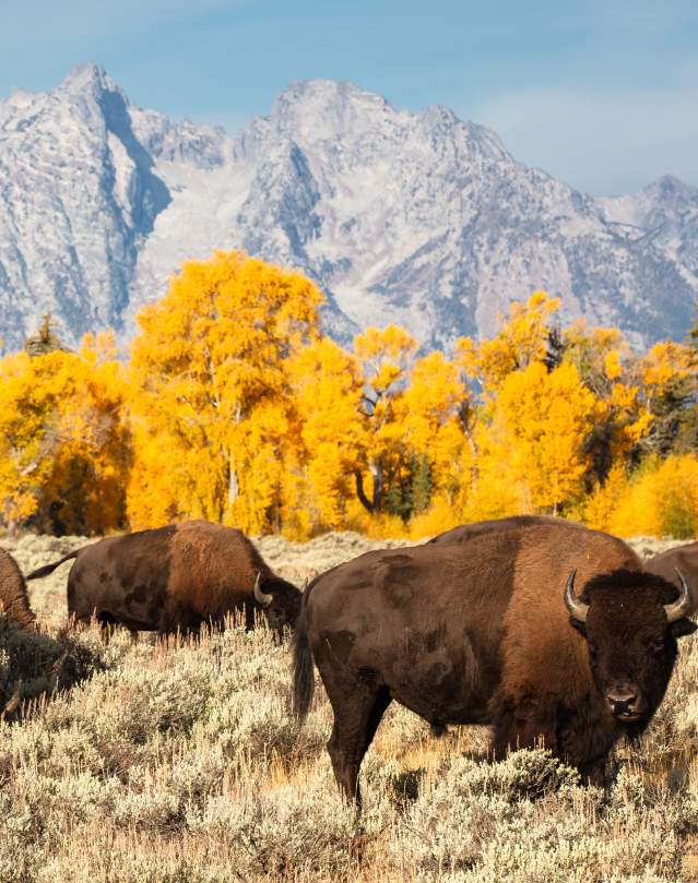 Bison in the Fall