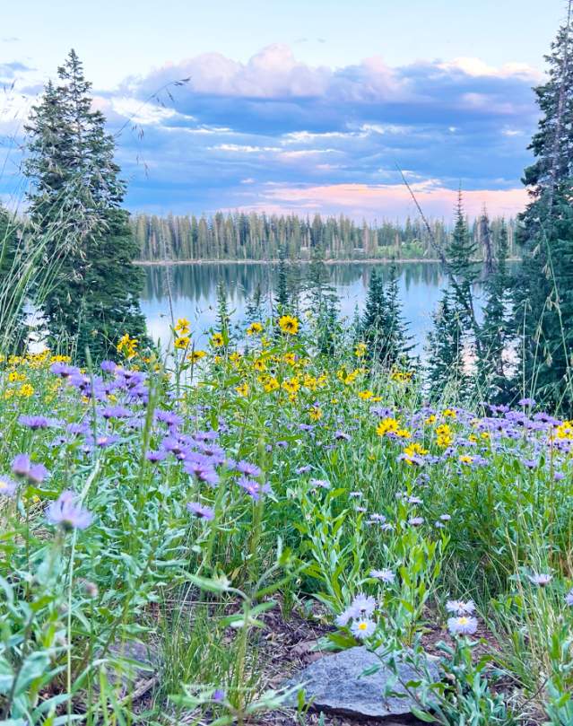 View of Grand Mesa with FlowersView of Grand Mesa with Flowers