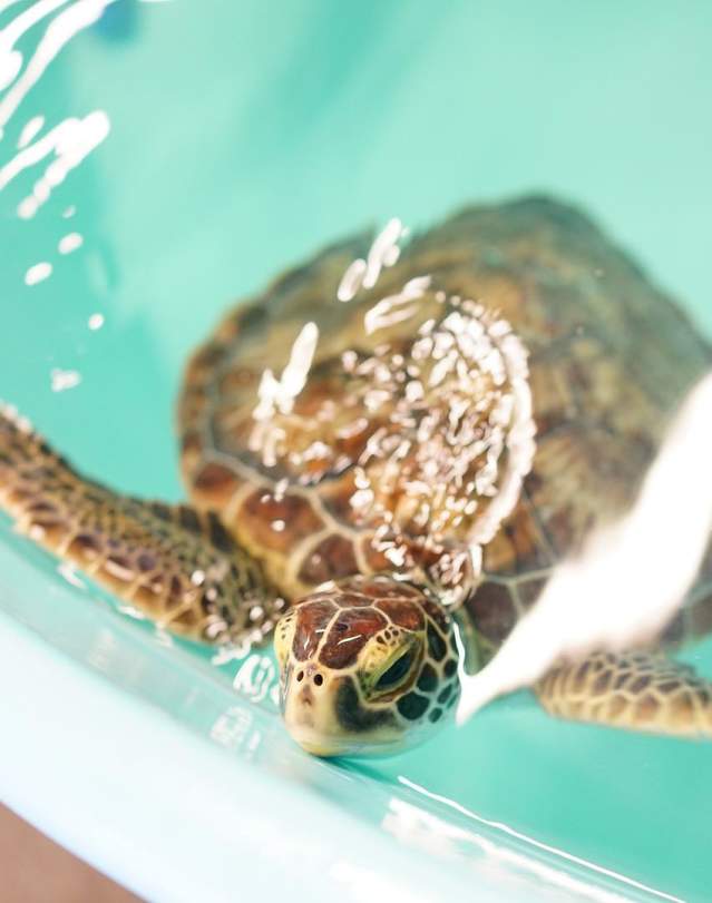 NEST seaturtle roanoke island aquarium