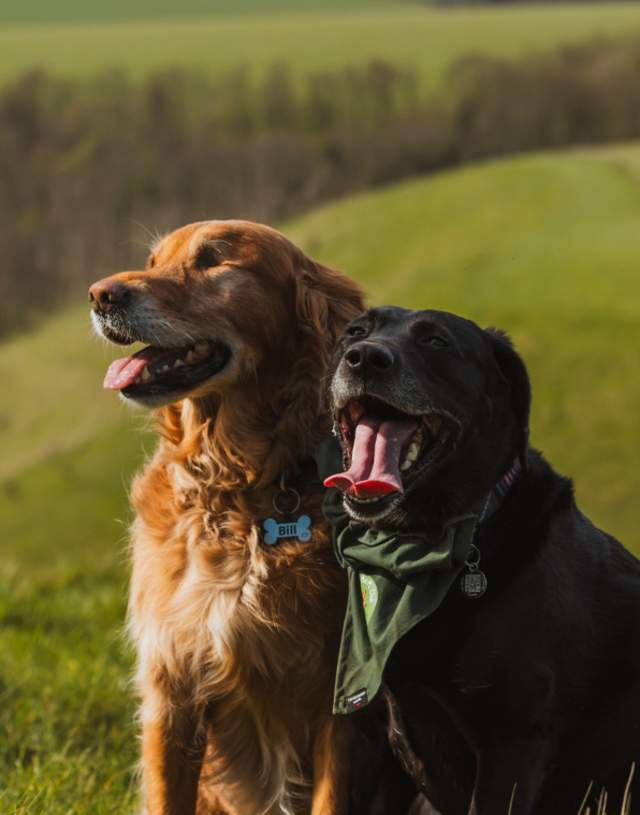 Two dogs sitting with mouths open wide with the green fields of the Yorkshire Wolds in the background.