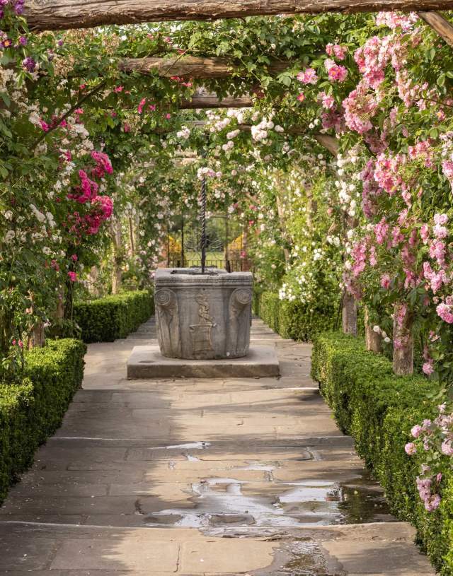 Re-Rambling the Roses the restoration of Polesden Lacey’s historic pergola