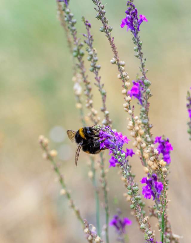 a bee on a purple flower close up in countryside