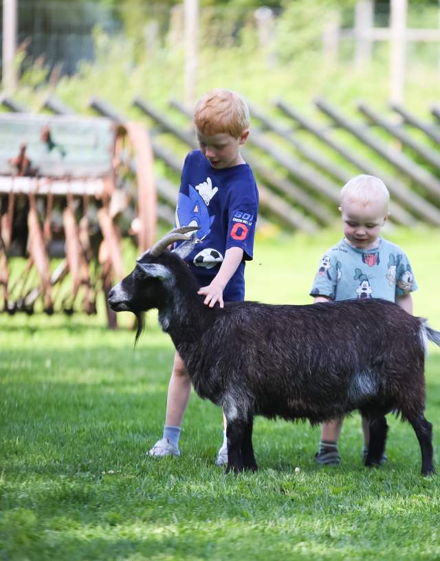 Barn hilser på en geit i Tangen dyrepark
