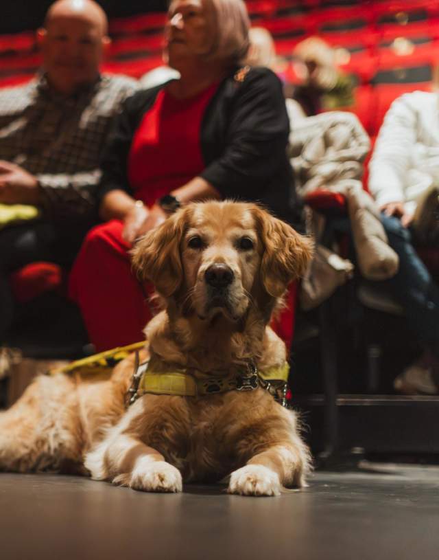 A guide dog sits on the floor of Hull Truck Theatre auditorium, whilst several people are sat in the red seating bank behind.